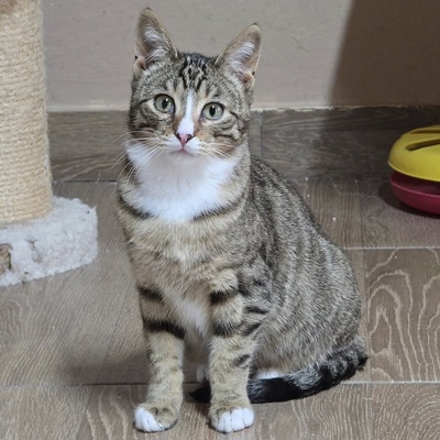 Katerchen Tycho ist bereit für sein Abenteuer, EKH Jungtier - Katze