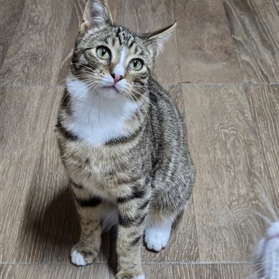 Katerchen Tycho ist bereit für sein Abenteuer, EKH Jungtier - Katze