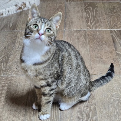 Katerchen Tycho ist bereit für sein Abenteuer, EKH Jungtier - Katze