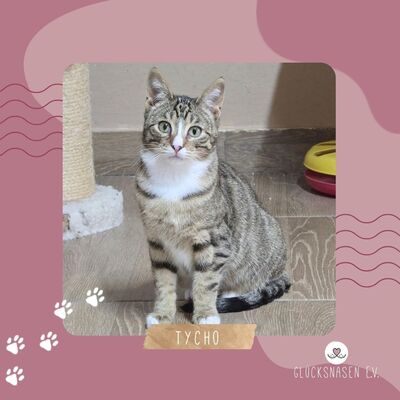 Katerchen Tycho sucht sein Abenteuer, EKH Jungtier - Kater