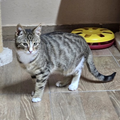 Katerchen Tycho sucht sein Abenteuer, EKH Jungtier - Kater