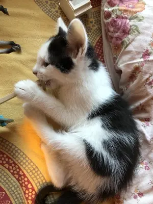 Katerchen sucht ein liebevolles Zuhause, Hauskatze Jungtier - Kater