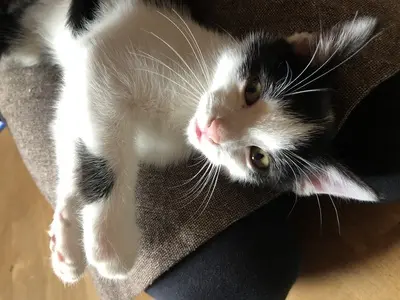 Katerchen sucht ein liebevolles Zuhause, Hauskatze Jungtier - Kater