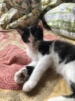 Katerchen sucht ein liebevolles Zuhause, Hauskatze Jungtier - Kater