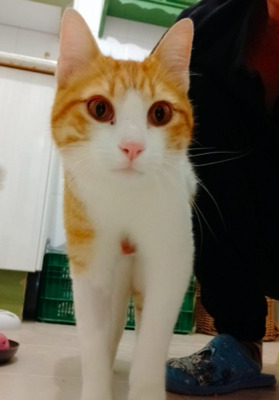 Katerfreunde Bonnie u. Bertie bei MUC - Kater