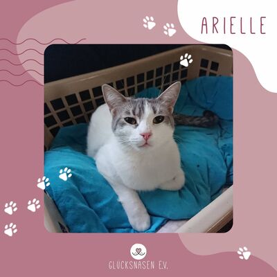 Katze Arielle sucht ihre liebe Familie, EKH - Katze 1