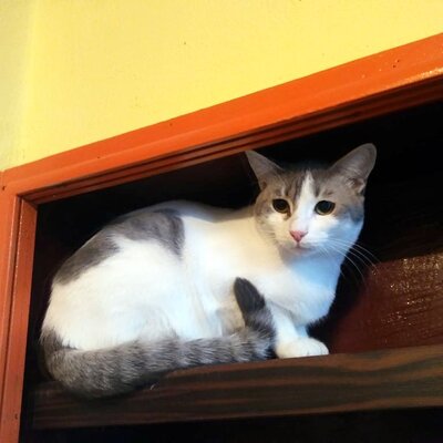 Katze Arielle sucht ihre liebe Familie, EKH - Katze