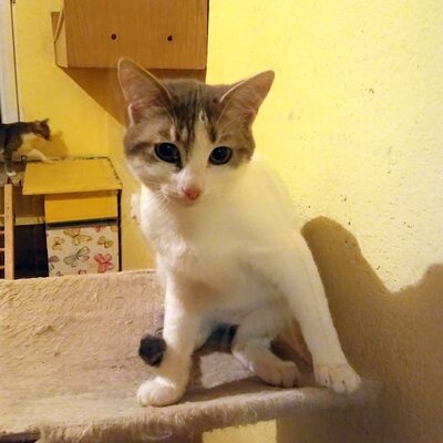 Katze Arielle wartet sehnsüchtig auf Post, EKH - Katze