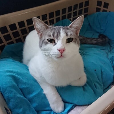 Katze Arielle wartet sehnsüchtig auf Post, EKH - Katze