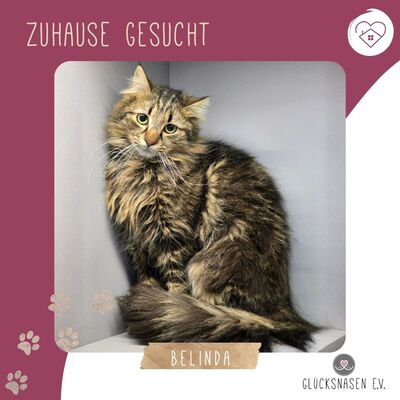 Katze Belinda wünscht sich ein ruhiges Zuhause, EKH - Katze