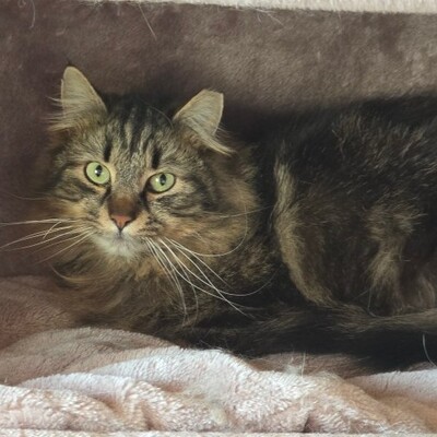 Katze Belinda wünscht sich ein ruhiges Zuhause, EKH - Katze