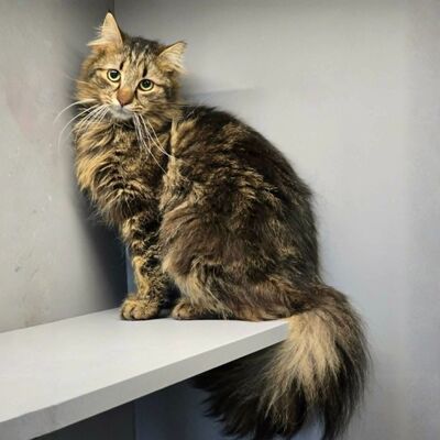 Katze Belinda wünscht sich ein ruhiges Zuhause, EKH - Katze