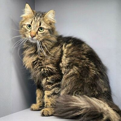 Katze Belinda wünscht sich ein ruhiges Zuhause, EKH - Katze