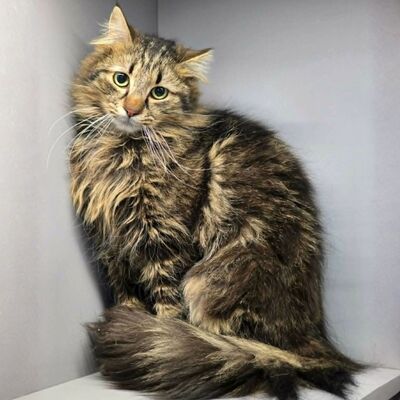 Katze Belinda wünscht sich ein ruhiges Zuhause, EKH - Katze