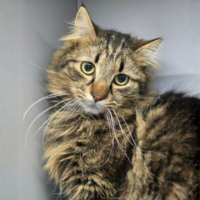 Katze Belinda wünscht sich ein ruhiges Zuhause, EKH - Katze