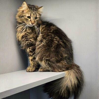 Katze Belinda wünscht sich ein ruhiges Zuhause, EKH - Katze