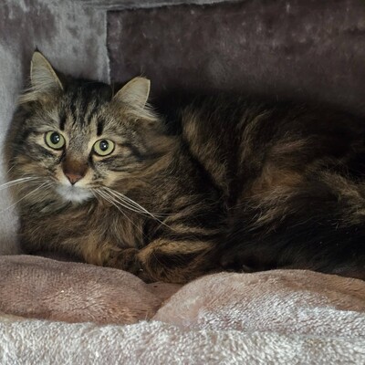 Katze Belinda wünscht sich ein ruhiges Zuhause, EKH - Katze