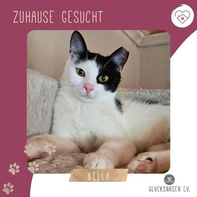 Katze Bella möchte Dein Herz erobern, EKH - Katze