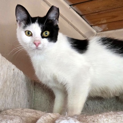 Katze Bella möchte Dein Herz erobern, EKH - Katze