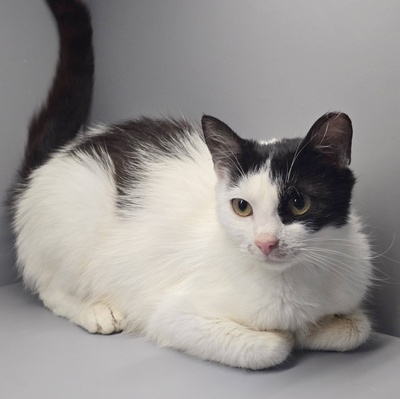 Katze Bella möchte Dein Herz erobern, EKH - Katze