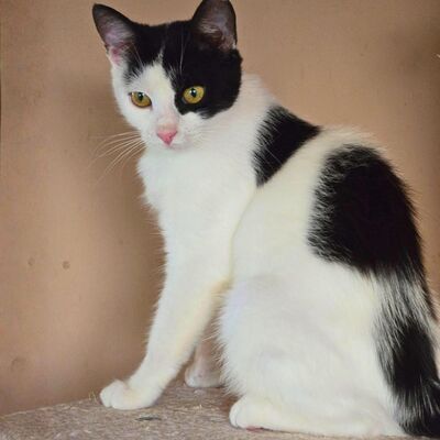 Katze Bella möchte Dein Herz erobern, EKH - Katze