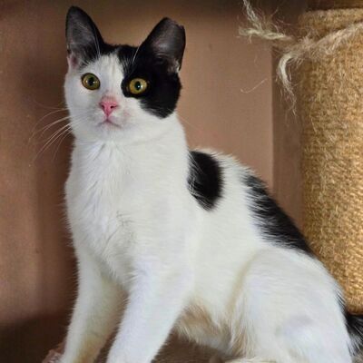 Katze Bella möchte Dein Herz erobern, EKH - Katze