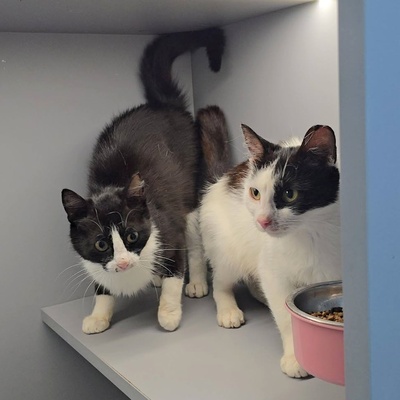 Katze Bella möchte Dein Herz erobern, EKH - Katze