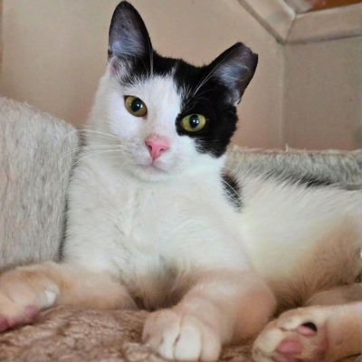Katze Bella möchte Dein Herz erobern, EKH - Katze