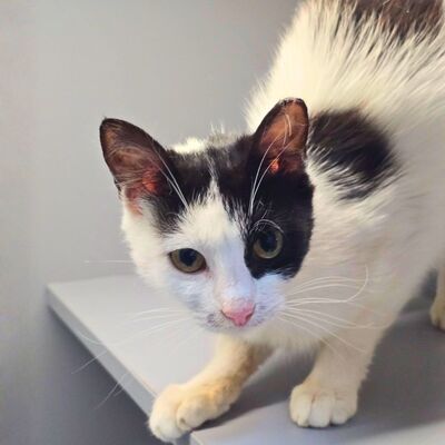 Katze Bella möchte Dein Herz erobern, EKH - Katze