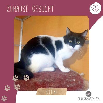 Katze Eleni braucht etwas Zeit um zu vertrauen, EKH - Katze