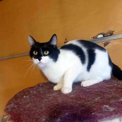 Katze Eleni braucht etwas Zeit um zu vertrauen, EKH - Katze