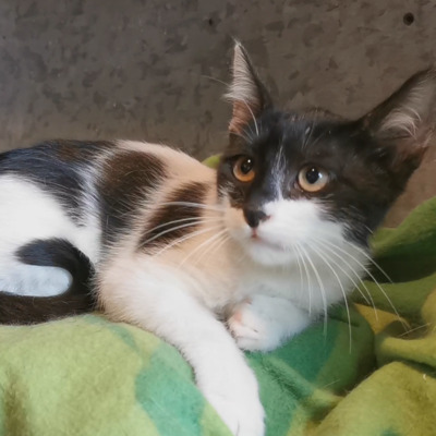 Katze Eleni braucht etwas Zeit um zu vertrauen, EKH - Katze