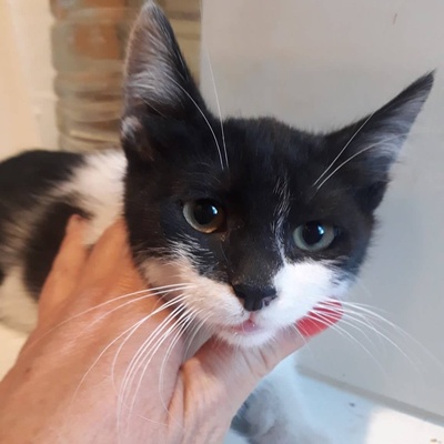 Katze Eleni möchte endlich ihren Koffer packen, EKH - Katze