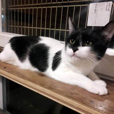 Katze Eleni möchte endlich ihren Koffer packen, EKH - Katze