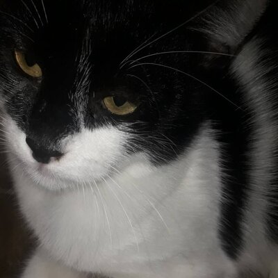 Katze Eleni möchte endlich ihren Koffer packen, EKH - Katze