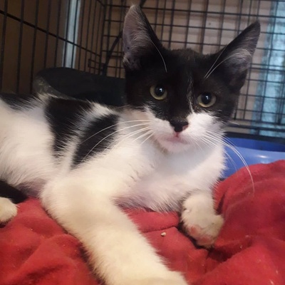 Katze Eleni möchte endlich ihren Koffer packen, EKH - Katze