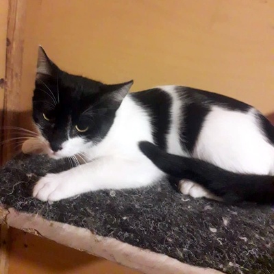 Katze Eleni möchte endlich ihren Koffer packen, EKH - Katze