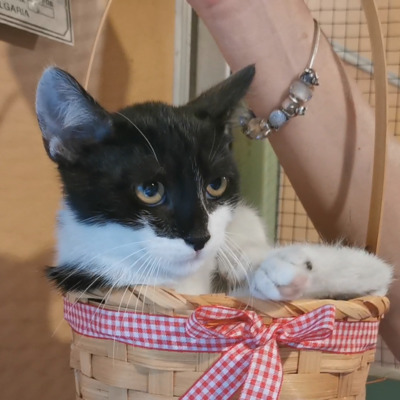 Katze Eleni möchte endlich ihren Koffer packen, EKH - Katze