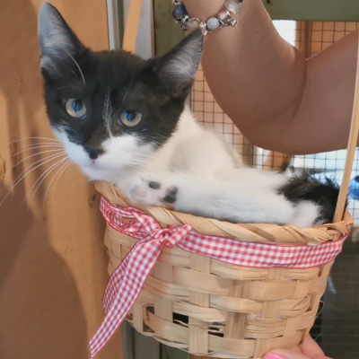 Katze Eleni möchte endlich ihren Koffer packen, EKH - Katze