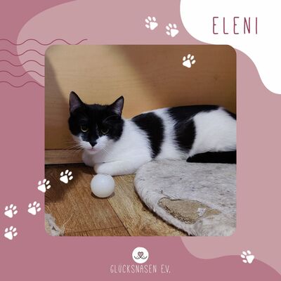 Katze Eleni möchte sich in Dein Herz schnurren, EKH - Katze 1