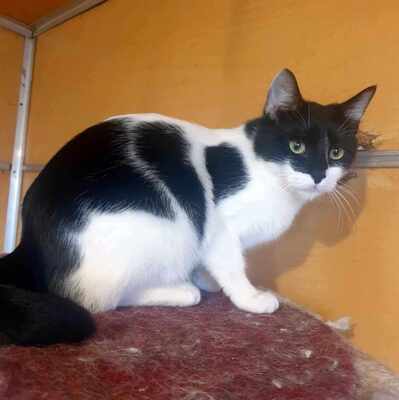 Katze Eleni möchte so gern ankommen, EKH - Katze