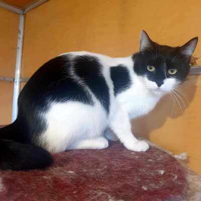 Katze Eleni möchte so gern ankommen, EKH - Katze