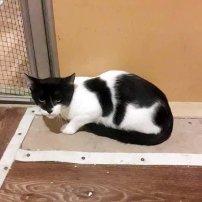 Katze Eleni möchte so gern ankommen, EKH - Katze