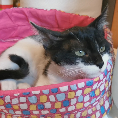 Katze Eleni möchte so gern ankommen, EKH - Katze