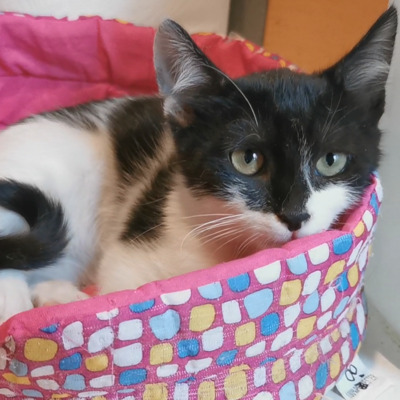 Katze Eleni möchte so gern ankommen, EKH - Katze