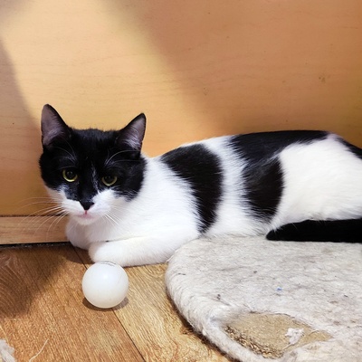 Katze Eleni möchte so gern ankommen, EKH - Katze