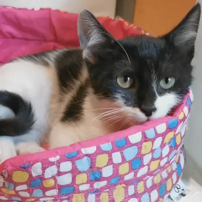 Katze Eleni sucht ihre lieben Menschen, EKH - Katze