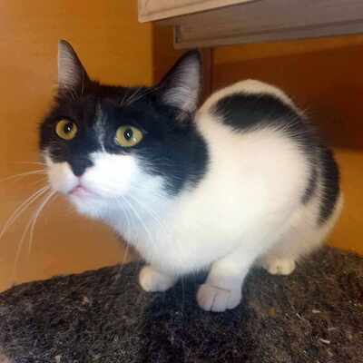 Katze Eleni wünscht sich eine eigene Familie, EKH - Katze