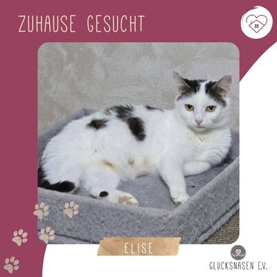 Katze Elise möchte Dein Herz erobern