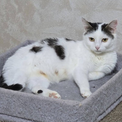 Katze Elise möchte Dein Herz erobern, EKH - Katze
